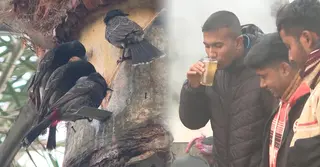 খেজুরের কাঁচা রস পানে ‘খামখেয়ালিপনা’, বাড়াচ্ছে মৃত্যুঝুঁকি